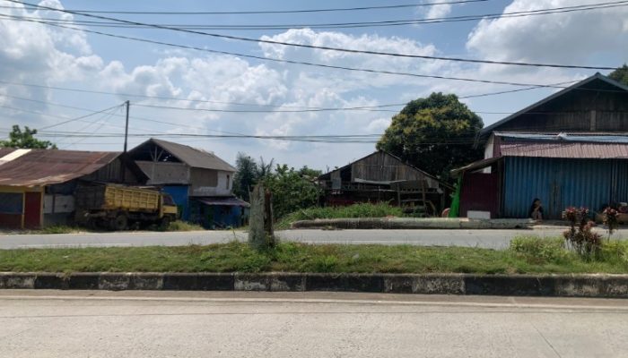 DLHK Kukar Waspadai Pohon Rapuh  Usai Insiden Mobil Tertimpa di Jalan Poros Tenggarong-Samarinda