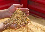 Kedelai Mahal, Disperindag Kukar Masih Kaji Langkah Intervensi 10 Biji Kedelai. (Istimewa)