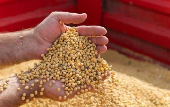 Kedelai Mahal, Disperindag Kukar Masih Kaji Langkah Intervensi 4 Biji Kedelai. (Istimewa)