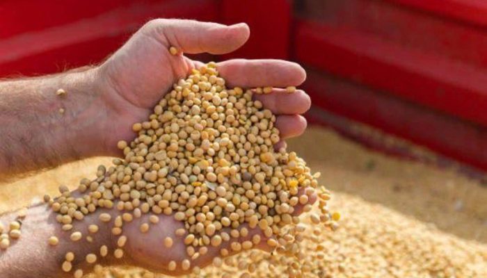 Kedelai Mahal, Disperindag Kukar Masih Kaji Langkah Intervensi