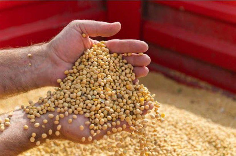 Biji Kedelai. (Istimewa)