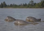 Ilustrasi Pesut Mahakam.(Istimewa)