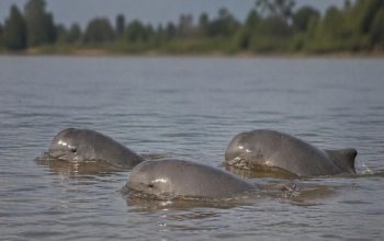 Ilustrasi Pesut Mahakam.(Istimewa)