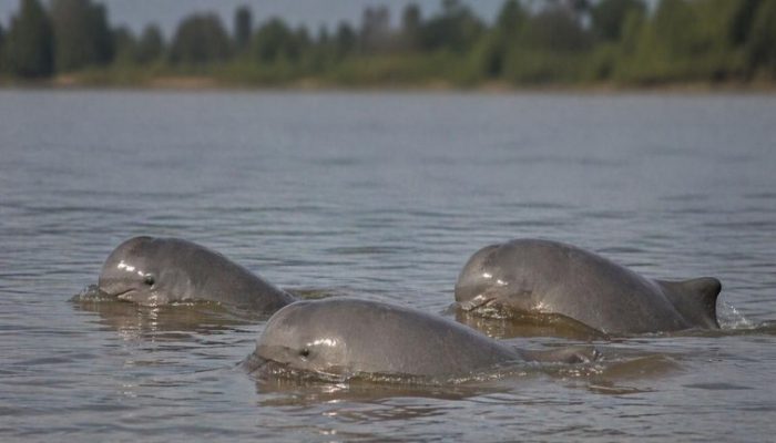 Raperda Perlindungan Pesut Mahakam Ditarget Rampung Tahun Ini