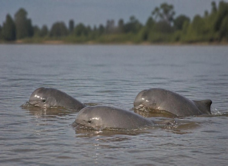 Ilustrasi Pesut Mahakam.(Istimewa)