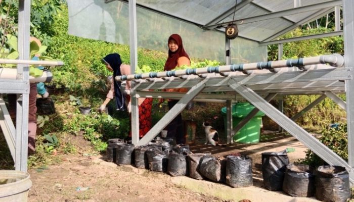 Dari Lahan Sempit ke Peluang Usaha, Bayam Brasil Angkat Ekonomi Warga Muara Rapak