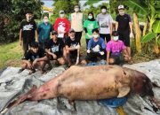 Pesut Mahakam “Lion” Ditemukan Mati di Kota Bangun, Ancaman Nyata bagi Kelangsungan Satwa Endemik