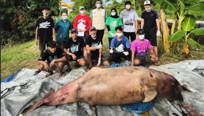 Pesut Mahakam “Lion” Ditemukan Mati di Kota Bangun, Ancaman Nyata bagi Kelangsungan Satwa Endemik