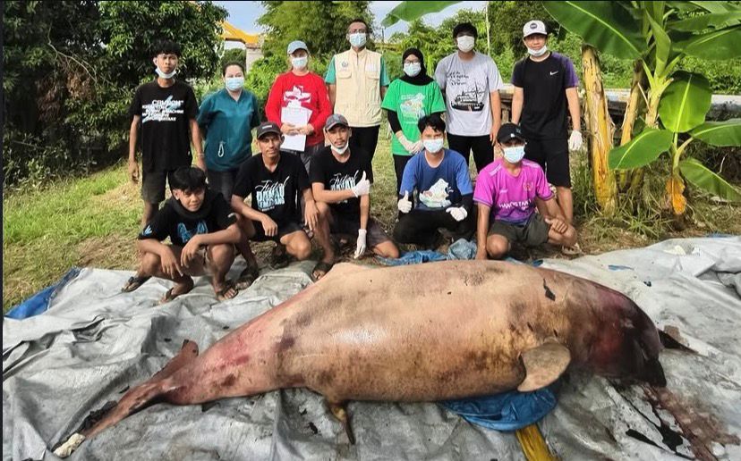 Bangkai pesut Mahakam “Lion” Setelah di Evakuasi. (Dok. Instagram daantjekreb)