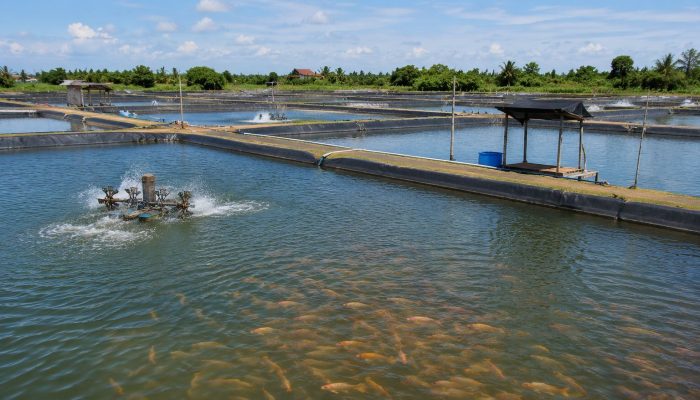 40 Persen Tambak Ikan di Kukar Tak Produktif, DKP: Dampak Iklim dan Regulasi