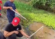 Disdamkarmatan Kukar Pasang Tiga Perangkap Buaya Usai Warga Diserang Saat Beraktivitas di Sebulu