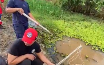 Pemasangan Perangkap Buaya Oleh Petugas. (Dok. Disdamkarmatan Kukar)