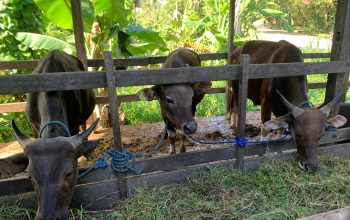 Sapi Kurban di Tenggarong (Irvan/dutakaltimnews.com)