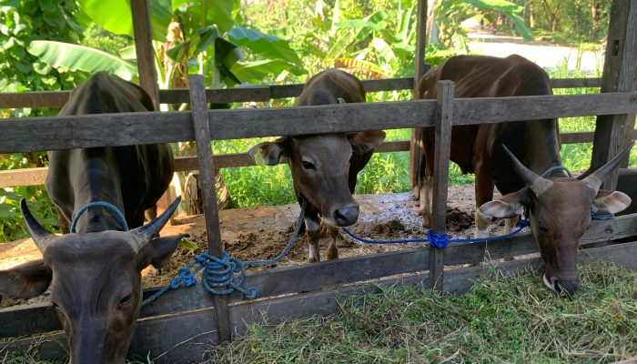 Harga Hewan Kurban di Tenggarong Masih Stabil, Penjualan Diprediksi Menurun
