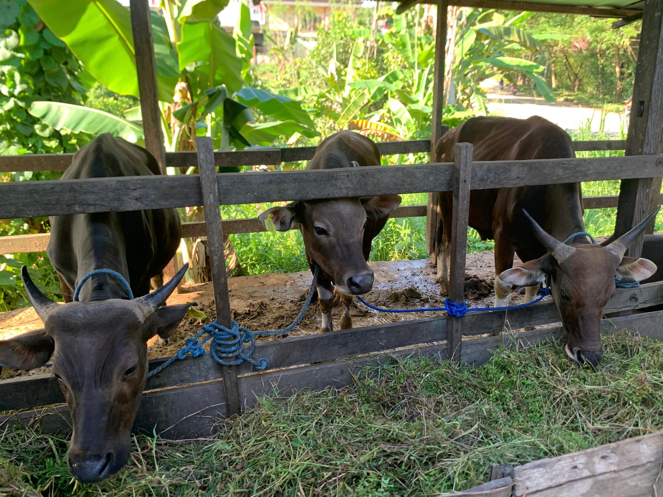 Sapi Kurban di Tenggarong (Irvan/dutakaltimnews.com)