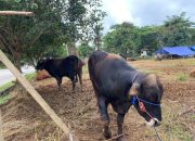 Sapi Kurban di Tenggarong. (Irvan/dutakaltimnews.com)