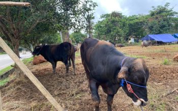 Sapi Kurban di Tenggarong. (Irvan/dutakaltimnews.com)