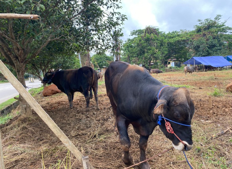 Sapi Kurban di Tenggarong. (Irvan/dutakaltimnews.com)