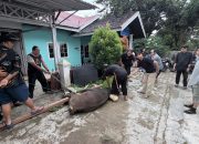 Suasana Pemotongan Hewan Kurban di Sekretariat PWI Kukar. (Dok.PWI Kukar)