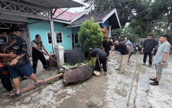 Suasana Pemotongan Hewan Kurban di Sekretariat PWI Kukar. (Dok.PWI Kukar)