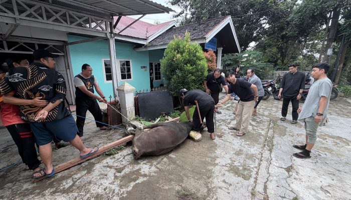 PWI Kukar Pererat Kebersamaan Lewat Penyembelihan Hewan Kurban