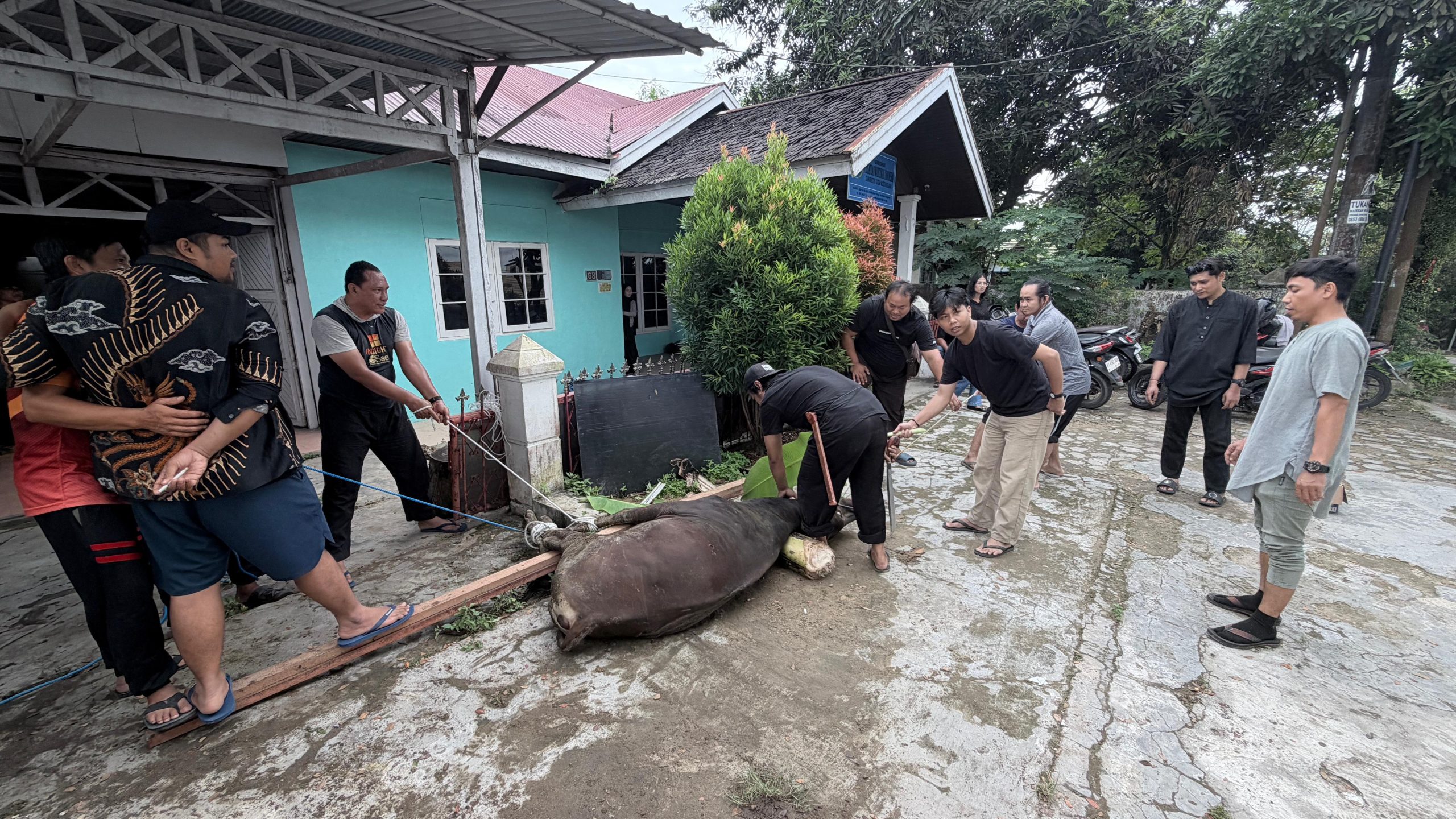 Suasana Pemotongan Hewan Kurban di Sekretariat PWI Kukar. (Dok.PWI Kukar)