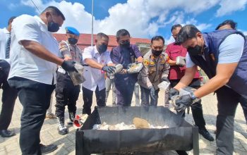Pemusnahan Barang Bukti 3,3 kilogram ganja di halaman Mapolsek Loa Kulu. (Dok. Polsek Loa Kulu).
