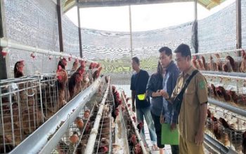 Distanak Kukar Prioritaskan Bantuan Ayam Petelur untuk Dukung Program MBG 3 Distanak Kukar, melakukan peninjauan ke salah satu peternakan ayam petelur yang menerima bantuan dari Distanak Kukar. (Dok. Distanak Kukar)