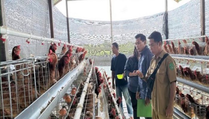 Distanak Kukar Prioritaskan Bantuan Ayam Petelur untuk Dukung Program MBG
