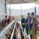 Distanak Kukar Prioritaskan Bantuan Ayam Petelur untuk Dukung Program MBG