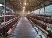 BUMDes Permata Loa Duri Ulu Raup Omzet Rp32 Juta per Bulan dari Usaha Ayam Petelur 9 Kandang Ayam Petelur Desa Loa Duri Ulu, (Dok. Bumdes Permata)