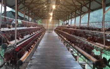 BUMDes Permata Loa Duri Ulu Raup Omzet Rp32 Juta per Bulan dari Usaha Ayam Petelur 3 Kandang Ayam Petelur Desa Loa Duri Ulu, (Dok. Bumdes Permata)