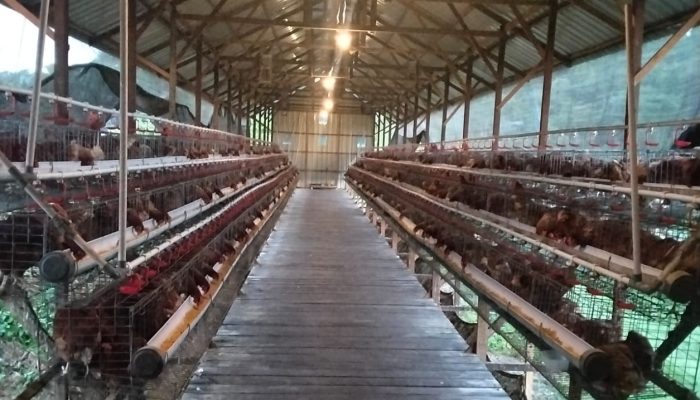 BUMDes Permata Loa Duri Ulu Raup Omzet Rp32 Juta per Bulan dari Usaha Ayam Petelur
