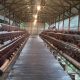 Kandang Ayam Petelur Desa Loa Duri Ulu, (Dok. Bumdes Permata)