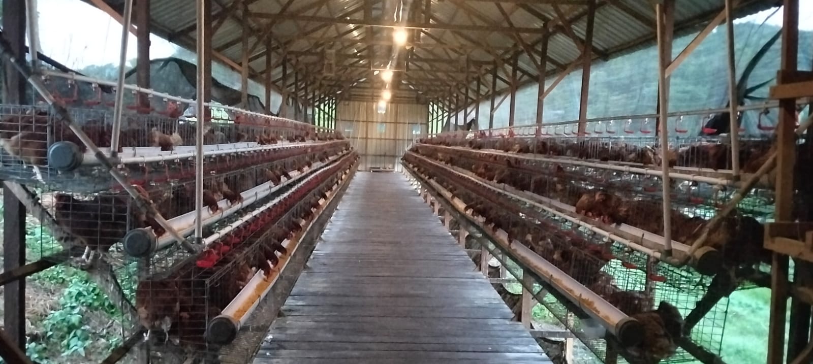 Kandang Ayam Petelur Desa Loa Duri Ulu, (Dok. Bumdes Permata)