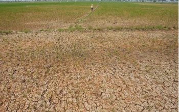 BMKG menyatakan Indonesia memasuki El Nino kuat yang dapat memicu kekeringan, karhutla, dan cuaca panas. Simak wilayah rawan serta langkah antisipasinya. 3 Hamparan sawah yang mengering akibat cuaca panas di Indramayu, Jawa Barat, 25 Juli 2023. (Antara Foto/Dedhez Anggara via Reuters)