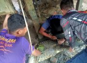Damkar Kukar Evakuasi Buaya di Bawah Rumah Warga Muara Badak