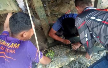 Damkar Kukar Evakuasi Buaya di Bawah Rumah Warga Muara Badak 4 Petugas Damkar Pos Muara Badak mengevakuasi seekor buaya yang ditemukan di bawah rumah warga di Desa Muara Badak Ulu. (Dok. Disdamkarmatan Kukar)
