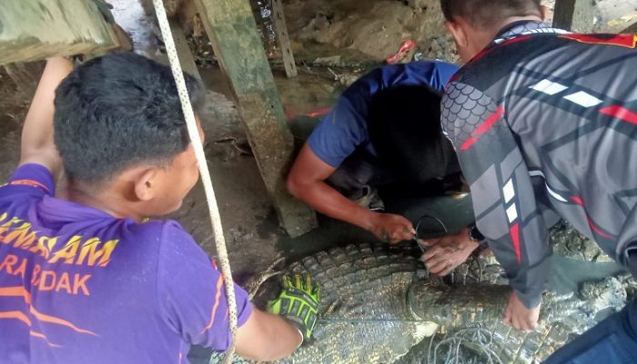 Damkar Kukar Evakuasi Buaya di Bawah Rumah Warga Muara Badak