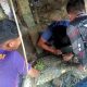 Damkar Kukar Evakuasi Buaya di Bawah Rumah Warga Muara Badak
