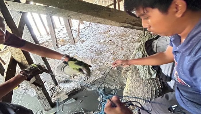 evakuasi buaya disdamkarmatan kukar
