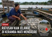 Ikan Jelawat di Keramba Warga Muara Muntai Ulu Mati Mendadak, Diduga Dipicu Kondisi Air Surut 9 Ilustrasi Kondisi Ikan Warga di Desa Muara Muntai Ulu Mati Mendadak (Istimewa)
