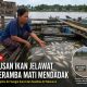 Ikan Jelawat di Keramba Warga Muara Muntai Ulu Mati Mendadak, Diduga Dipicu Kondisi Air Surut