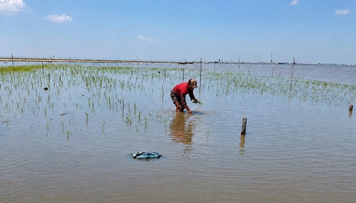 Penanaman Padi Oleh Warga Desa Semayang