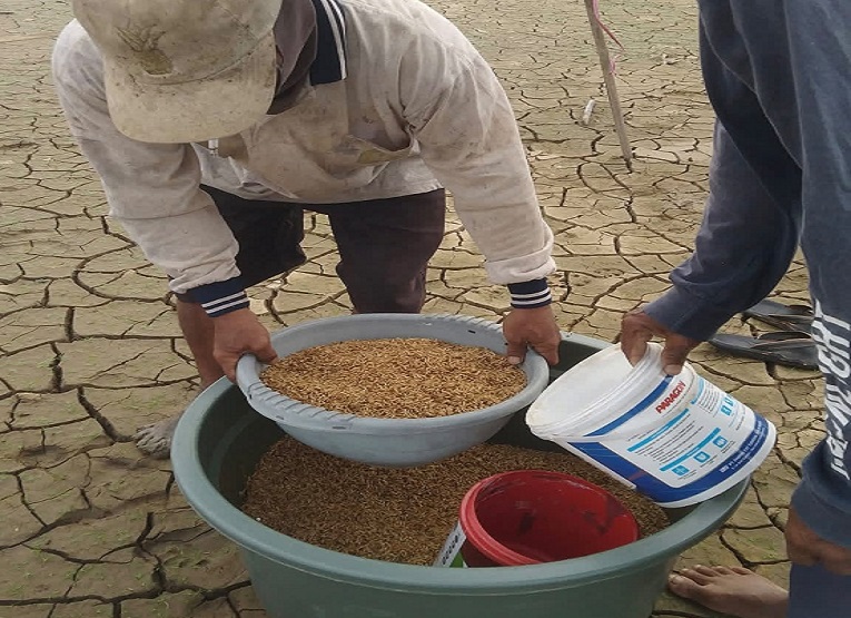 Warga menanam padi di kawasan Danau Semayang yang mulai surut akibat kemarau panjang. (Dok. Rusmi)