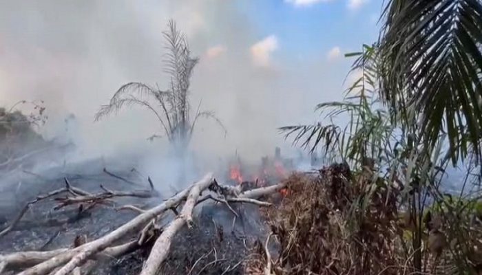 Lahan 2,5 Hektare Terbakar di Badak Ilir, Petugas Padamkan Api dalam 40 Menit 2 karhutla badak ilir