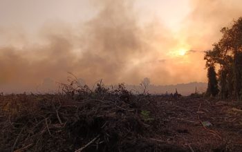 Karhutla Hanguskan 60 Hektare Lahan di Muara Badak 3 Kebakaran hutan dan lahan (karhutla) di kawasan Sambera, Desa Tanjung Limau, Kecamatan Muara Badak. (Dok. Disdamkarmatan Kukar)