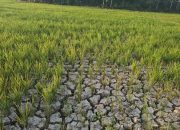 Kekeringan Mengancam Petani Bukit Biru, Warga Bukit Biru Ajukan Pompanisasi ke Kodim 0906/Kukar