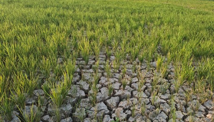 Kekeringan Mengancam Petani Bukit Biru, Warga Bukit Biru Ajukan Pompanisasi ke Kodim 0906/Kukar