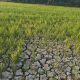 Kekeringan Mengancam Petani Bukit Biru, Warga Bukit Biru Ajukan Pompanisasi ke Kodim 0906/Kukar